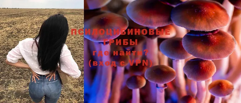 Псилоцибиновые грибы Psilocybine cubensis  купить  сайты  Волоколамск 